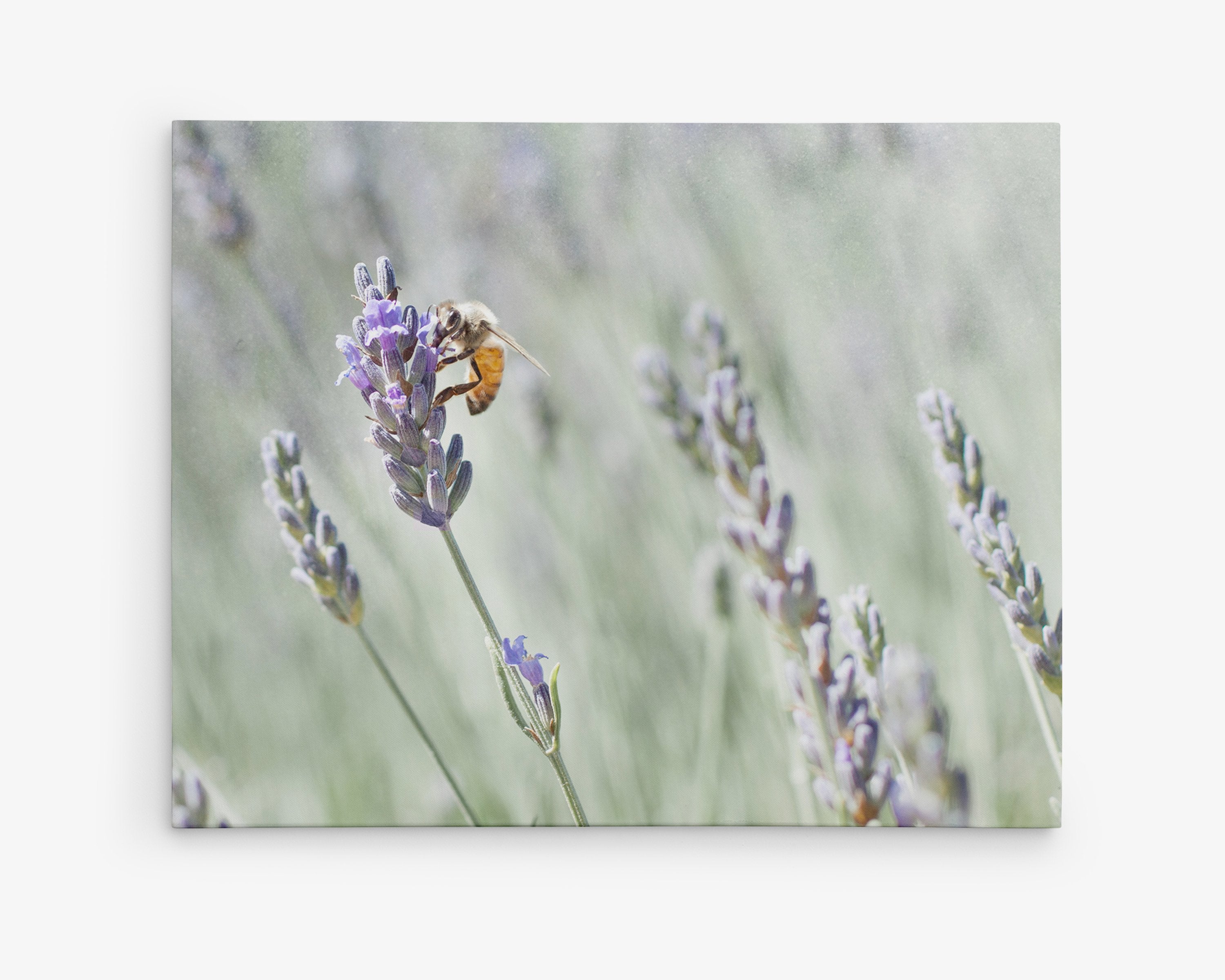 Rustic Canvas Wall Art, &#39;Lavender for Bees&#39;