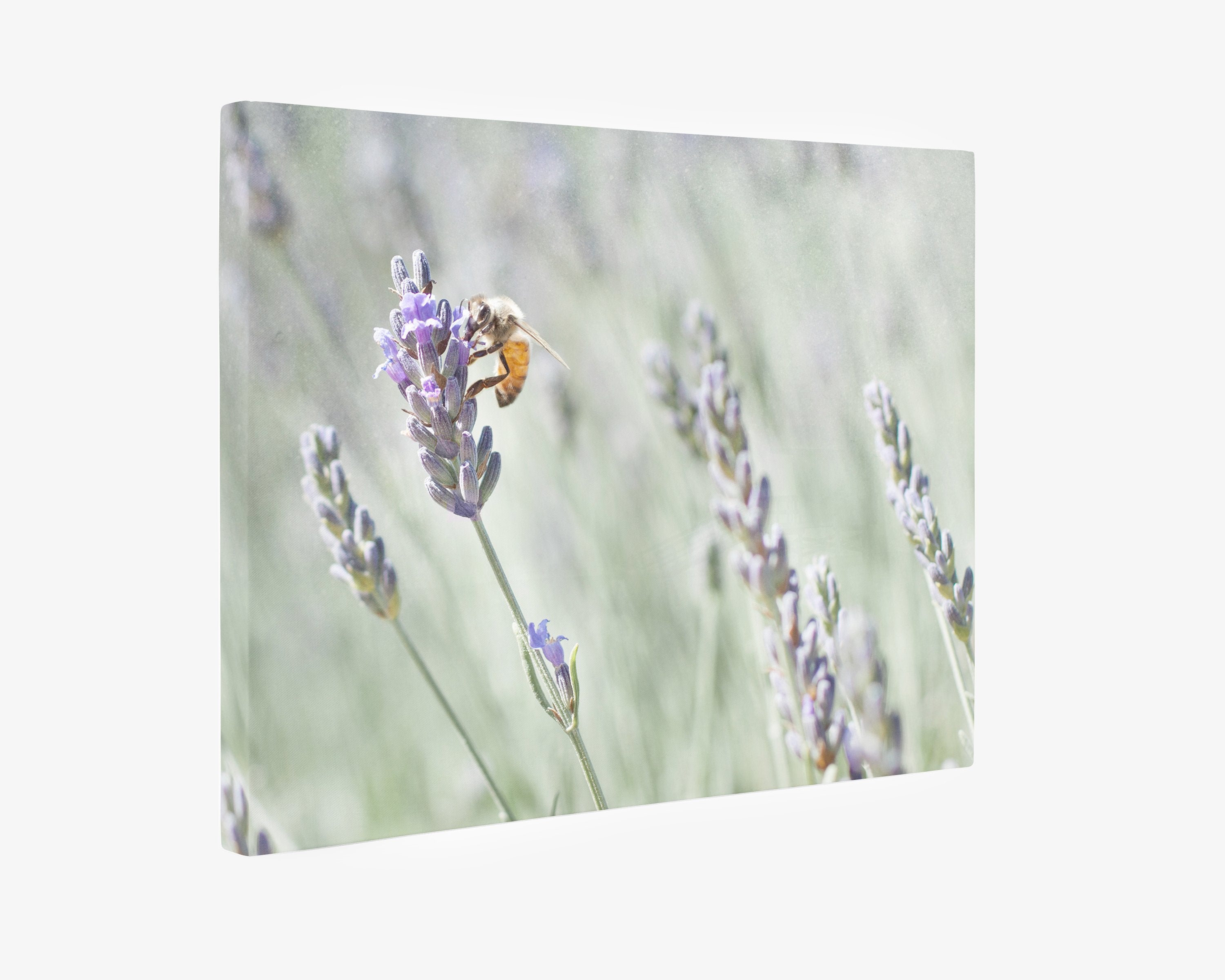 Rustic Canvas Wall Art, &#39;Lavender for Bees&#39;