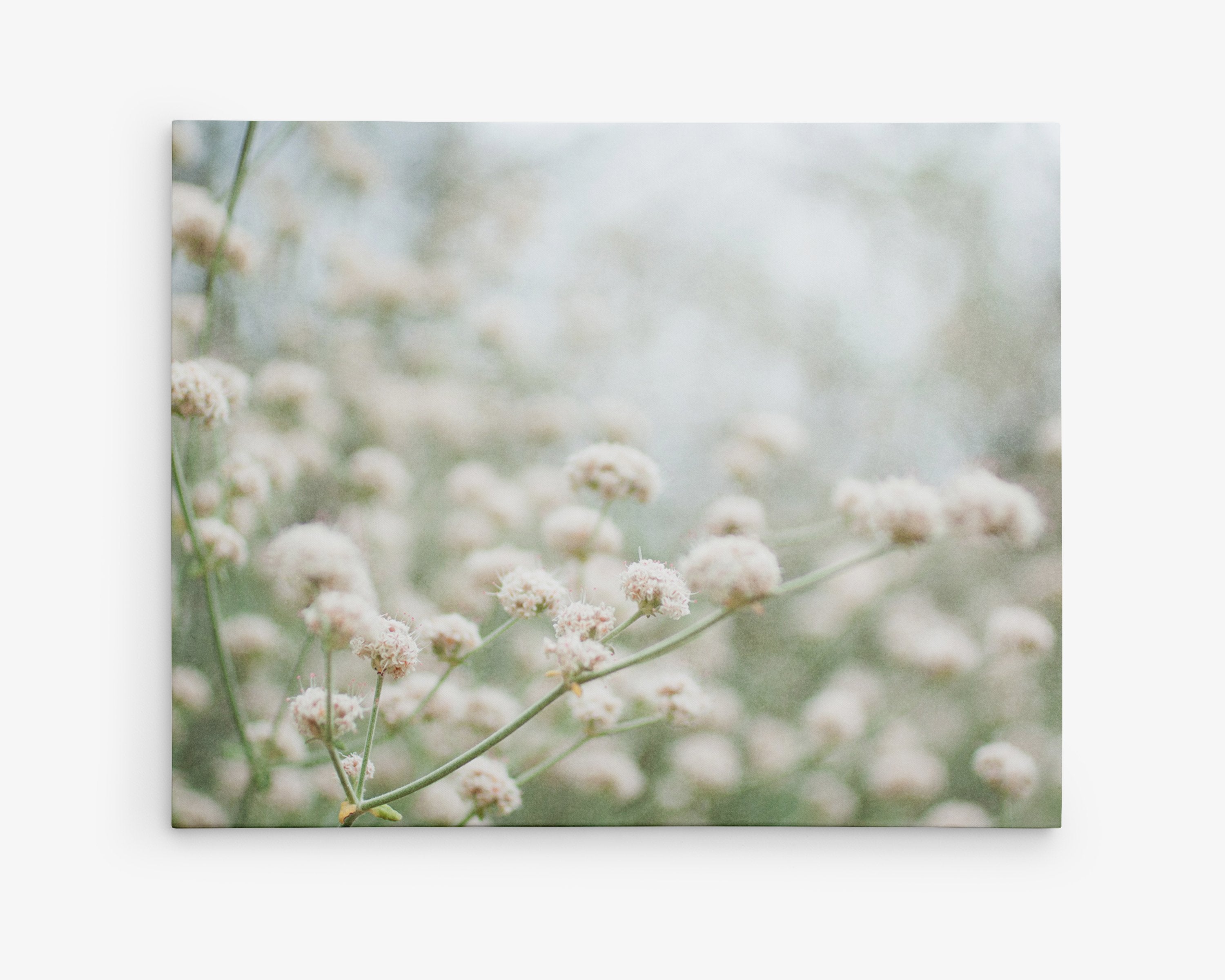 Rustic farmhouse decor in the form of a canvas print of flowering Buckwheat
