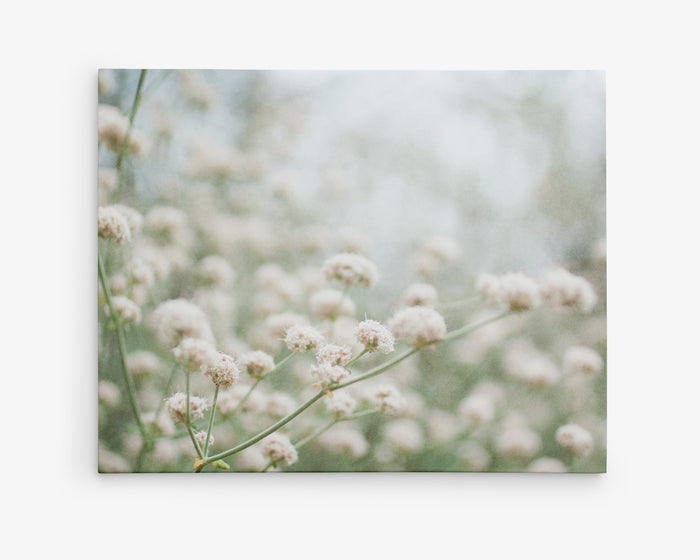 Rustic Farmhouse Floral Decor, 'Ball-Balls of Cotton'