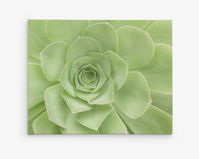 Green canvas wall art featuring a succulent plant
