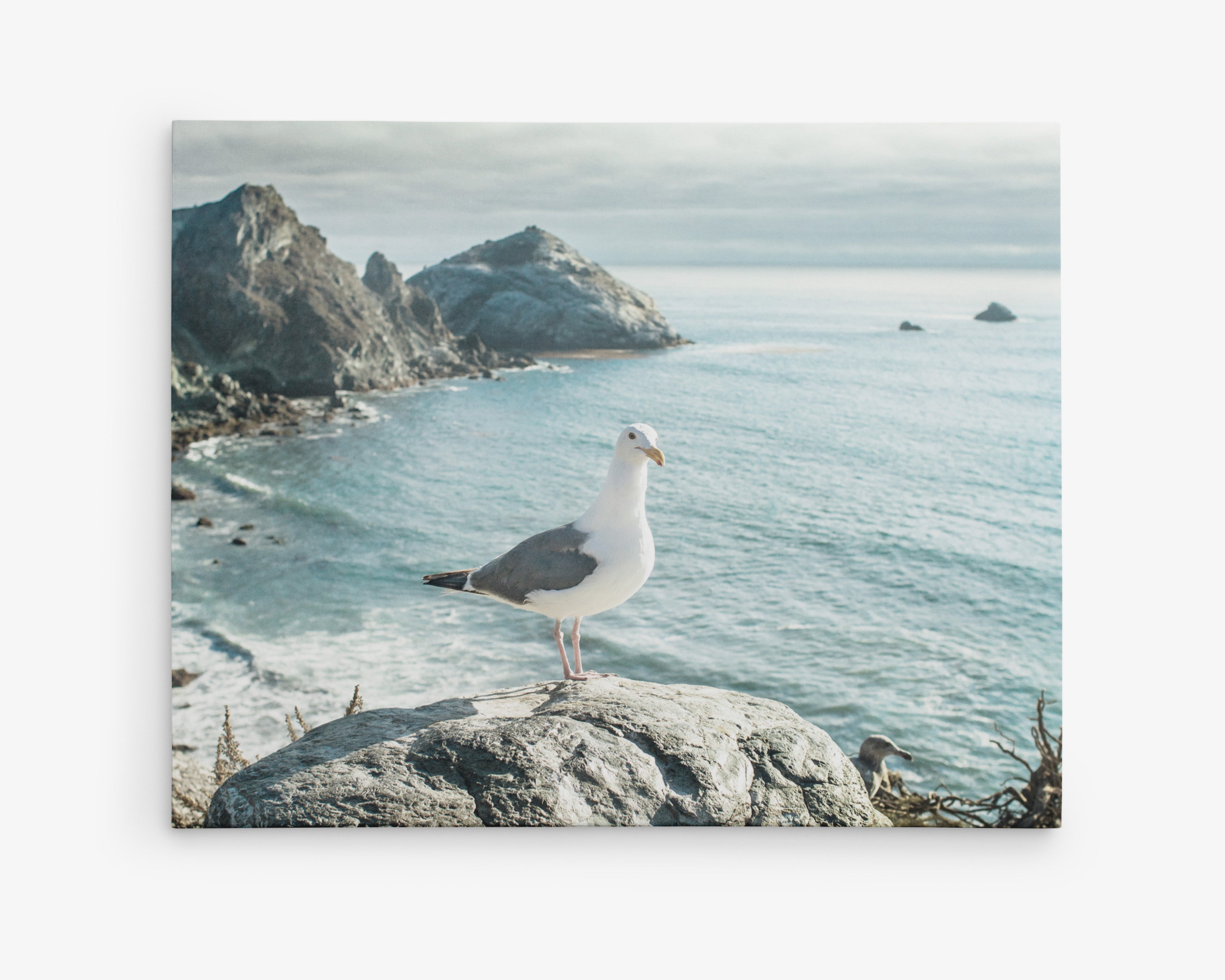 Coastal themed Canvas print of a seagull perched on a rock in Big Sur