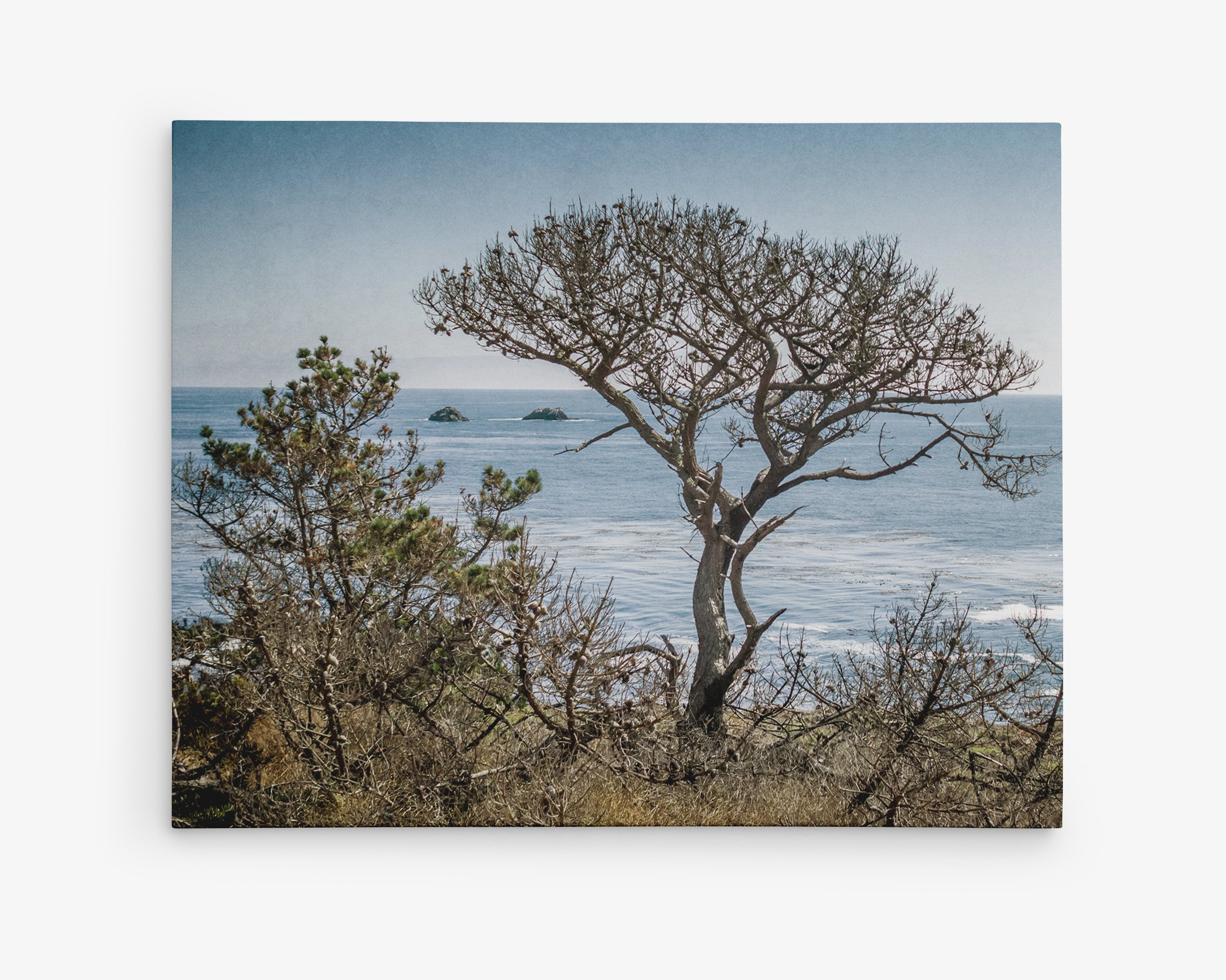 California Landscape Canvas Art in Big Sur, &#39;Wind Blown Tree&#39;
