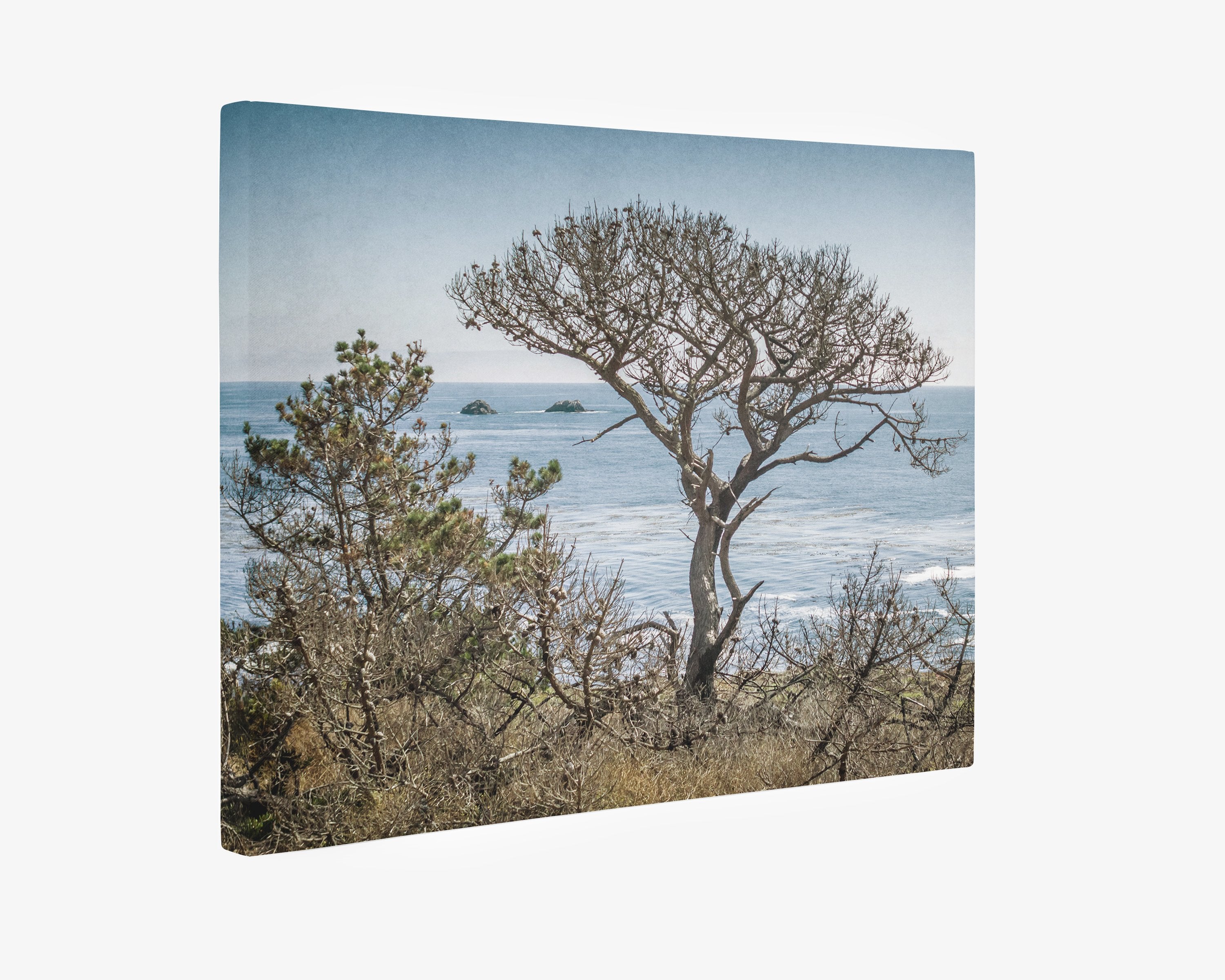 California Landscape Canvas Art in Big Sur, &#39;Wind Blown Tree&#39;