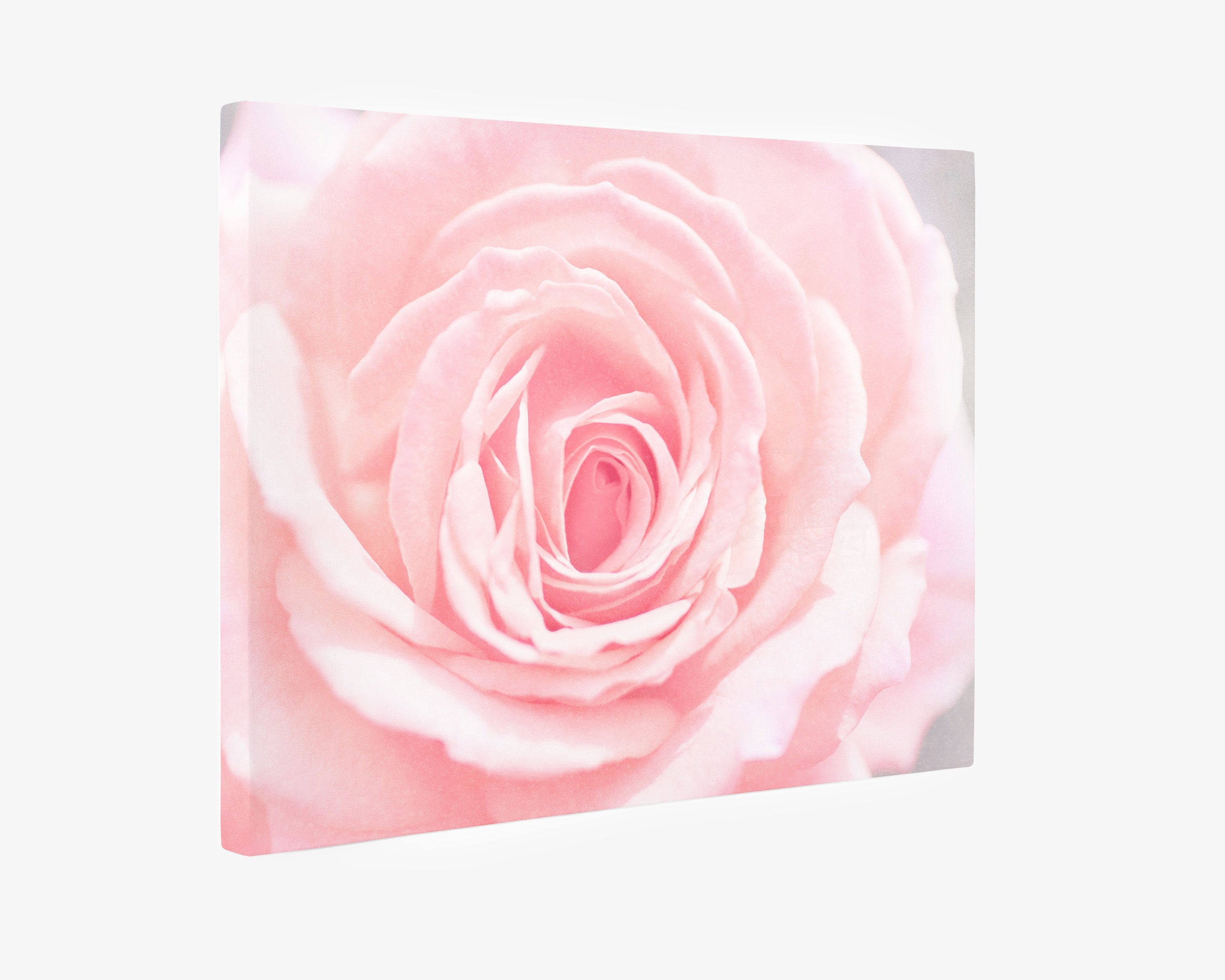 Canvas gallery wrap of pink rose showing the mirrored edge