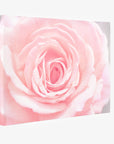 Canvas gallery wrap of pink rose showing the mirrored edge