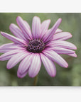 Purple Daisy Flower Wall Art, Floral Botanical Decor, 'Purple Daisy'