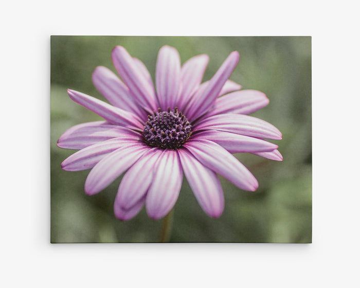 Purple Daisy Flower Wall Art, Floral Botanical Decor, 'Purple Daisy'