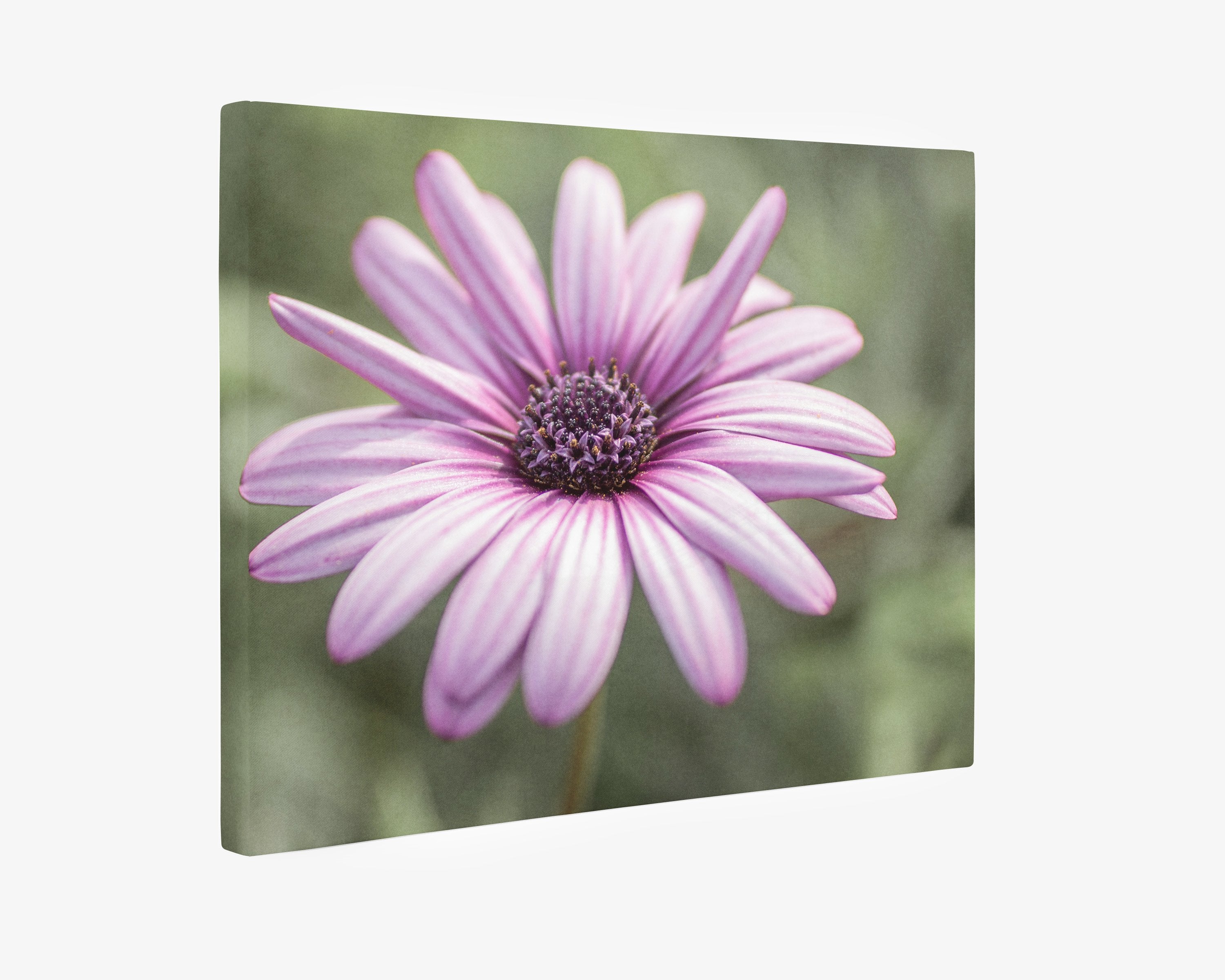 Purple Daisy Flower Wall Art, Floral Botanical Decor, &#39;Purple Daisy&#39;