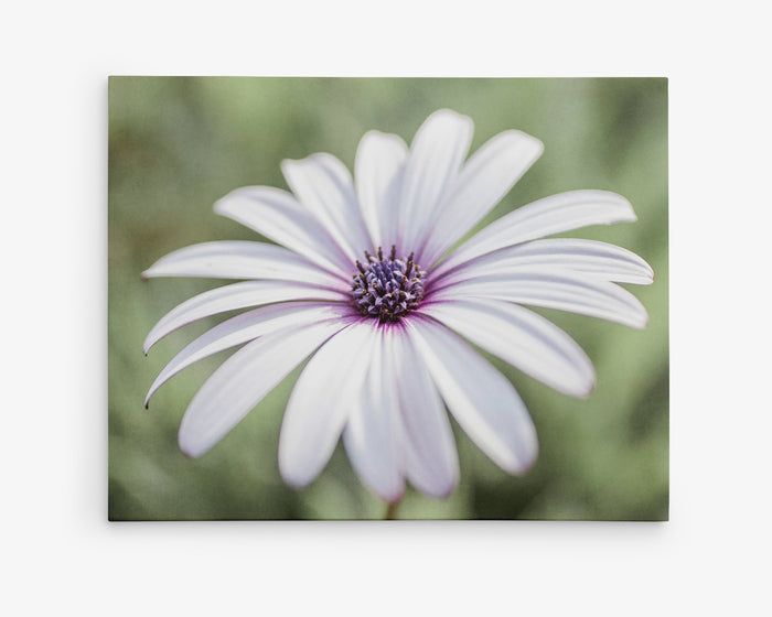 White Daisy Flower Canvas Wall Art, 'Pure Daisy'
