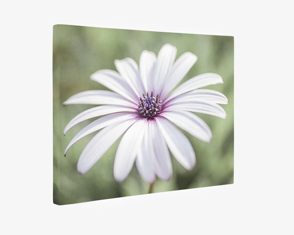 White Daisy Flower Canvas Wall Art, 'Pure Daisy'