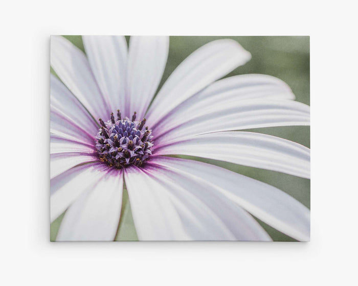 Large White Daisy Flower Picture, Floral Wall Art, 'Bed of Petals'