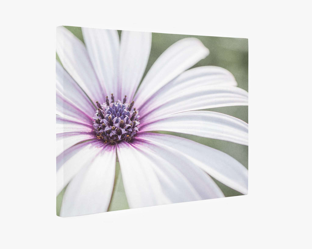 Large White Daisy Flower Picture, Floral Wall Art, 'Bed of Petals'