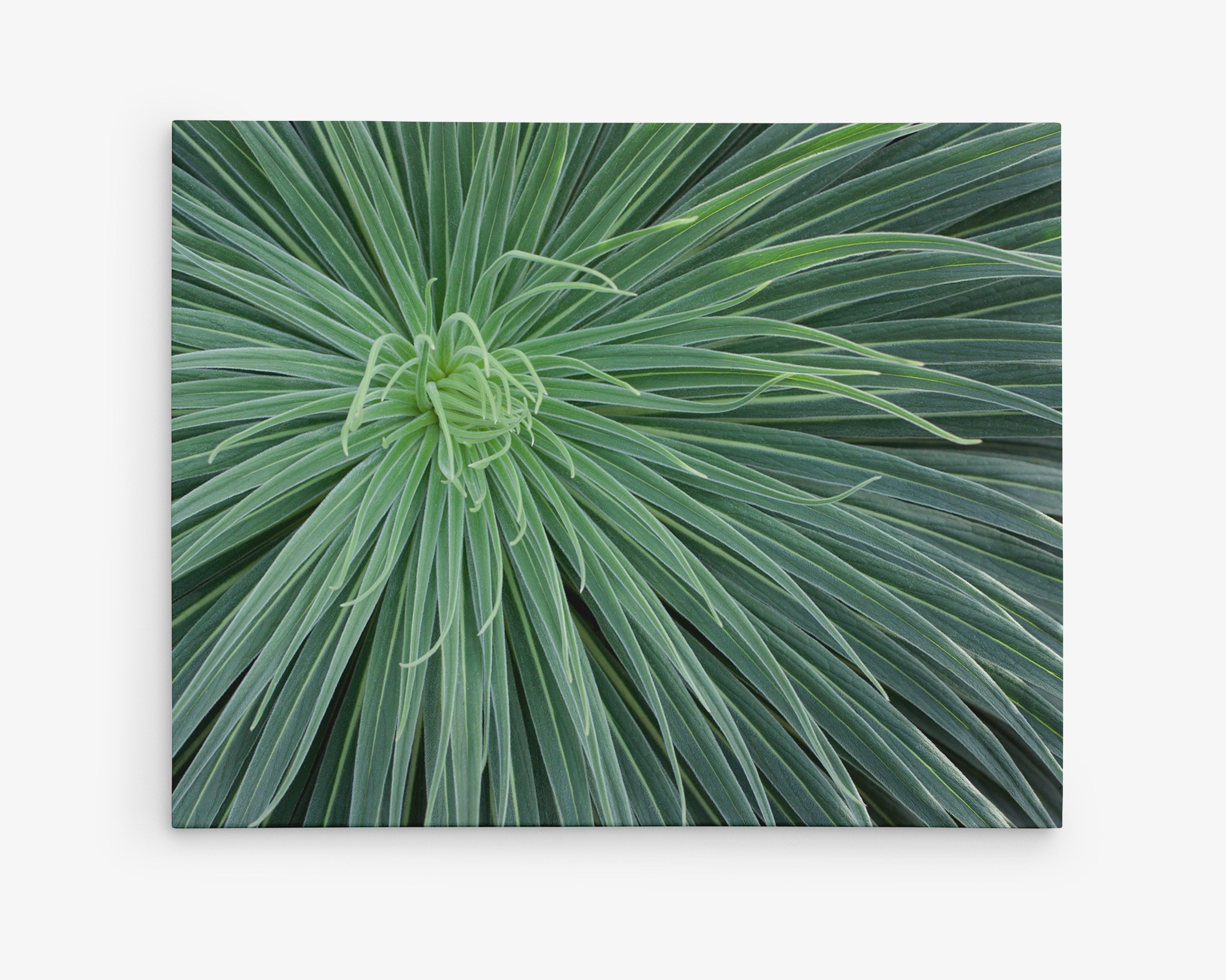 Close-up image of Offley Green's 'Desert Fireworks' Abstract Green Botanical Canvas Wall Art, with long, thin, spiky leaves radiating from the center, showing detailed textures and natural patterns.