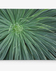 Close-up image of Offley Green's 'Desert Fireworks' Abstract Green Botanical Canvas Wall Art, with long, thin, spiky leaves radiating from the center, showing detailed textures and natural patterns.