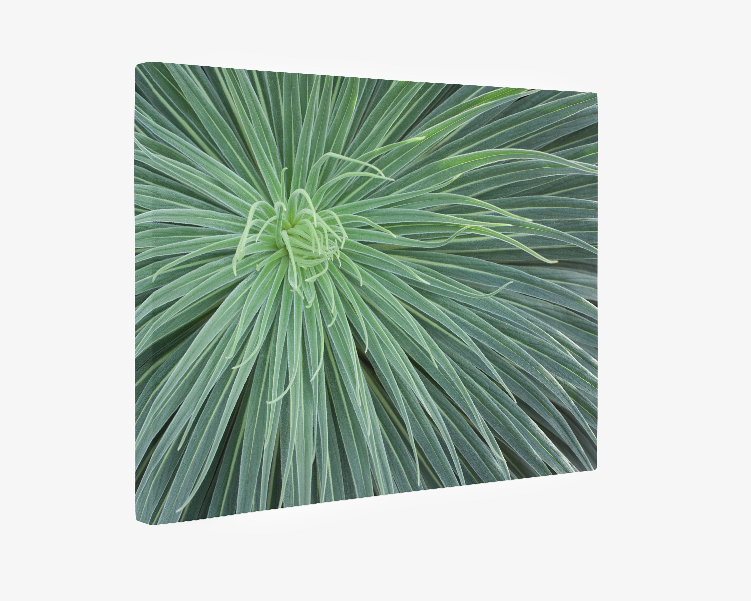 Abstract Green Botanical Canvas Wall Art, 'Desert Fireworks'-Offley Green