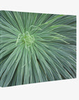 Abstract Green Botanical Canvas Wall Art, 'Desert Fireworks'-Offley Green