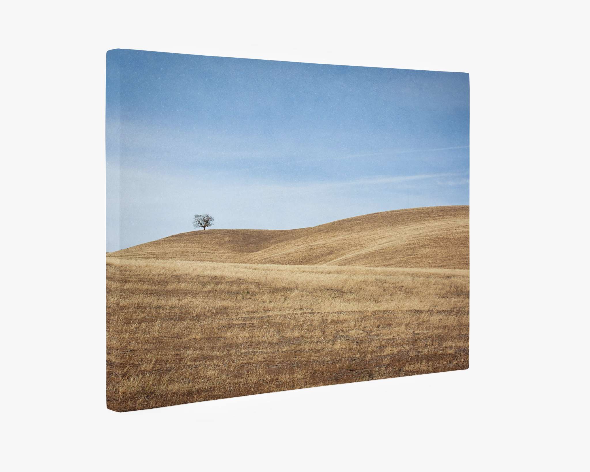 California Central Coast Landscape Canvas Wall Decor &#39;Golden Ynez&#39;