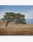 Canvas print of a California Oak Tree in the Santa Ynez Valley
