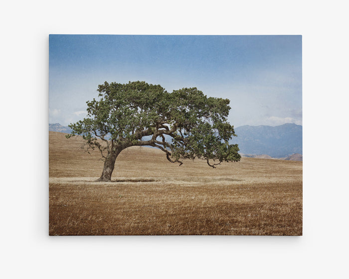 California Landscape Wall Art, Oak Tree Canvas 'Windswept'