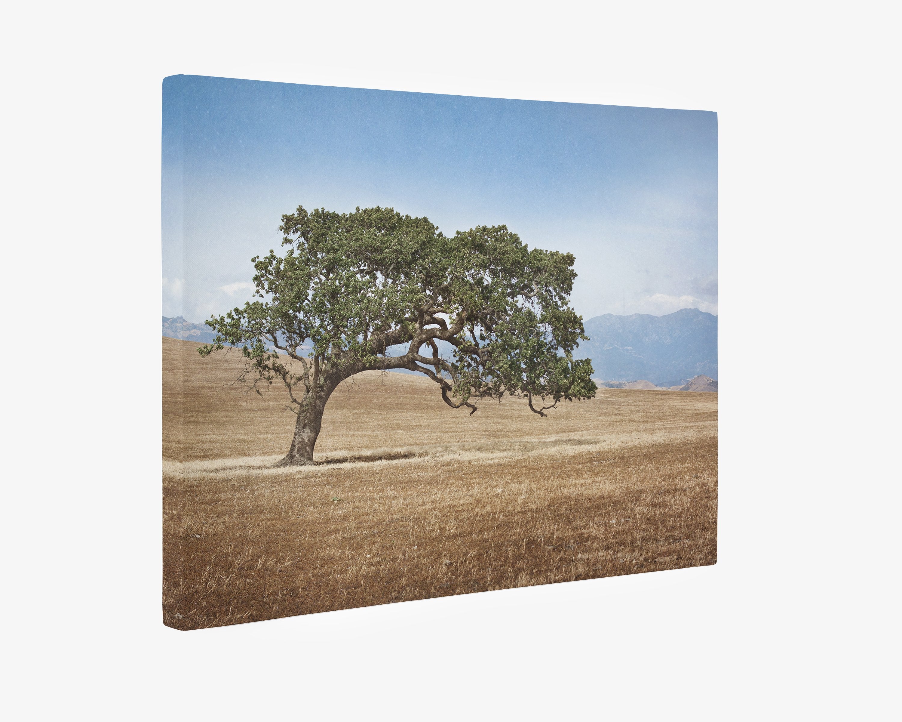 California Landscape Wall Art, Oak Tree Canvas &#39;Windswept&#39;