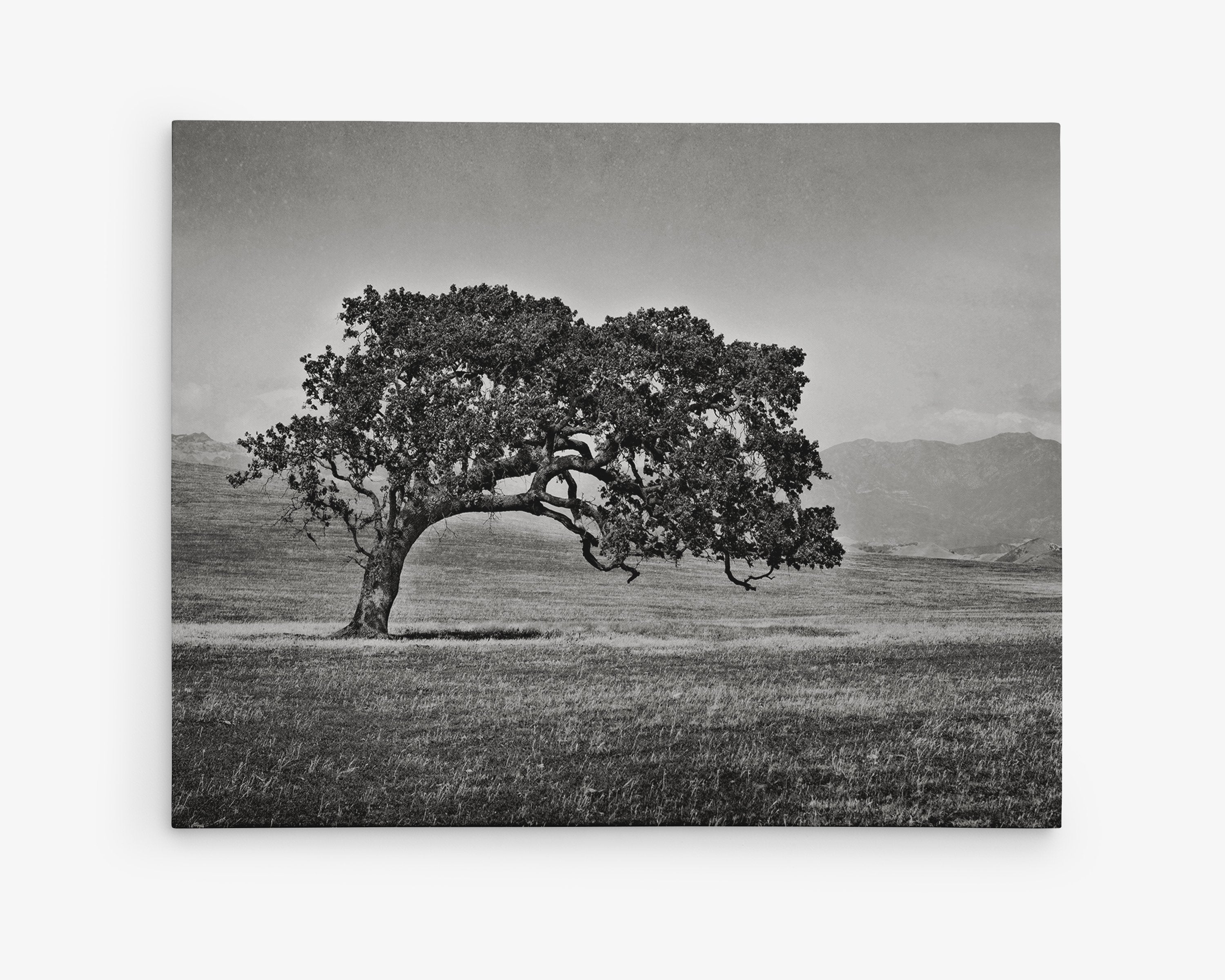 Black and White Canvas of a Californian Oak Tree