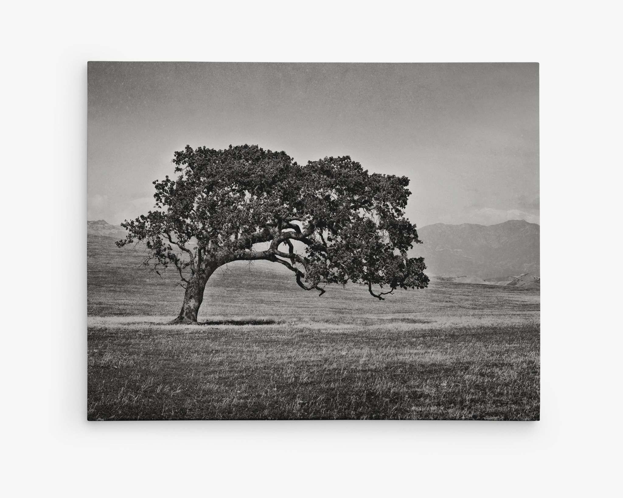 Californian Oak Tree Landscape Canvas, &#39;Windswept (Black and White)&#39;