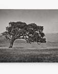 Californian Oak Tree Landscape Canvas, 'Windswept (Black and White)'