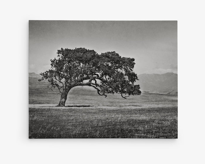 Californian Oak Tree Landscape Canvas, 'Windswept (Black and White)'