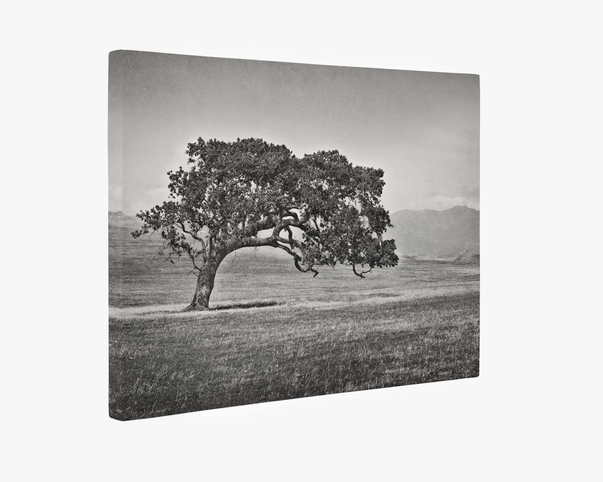 Californian Oak Tree Landscape Canvas, &#39;Windswept (Black and White)&#39;