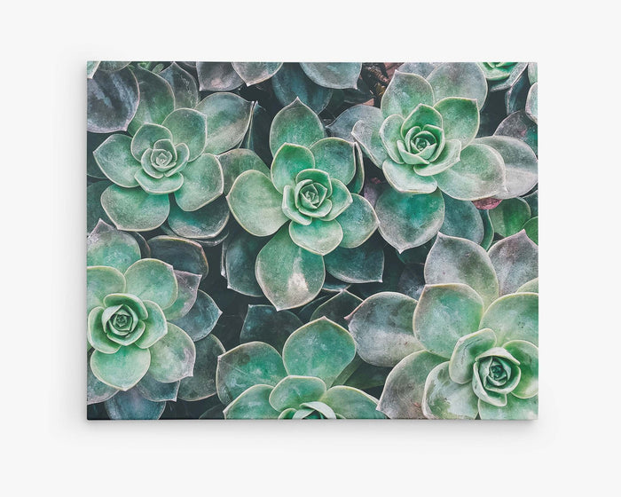 Fresh Green Succulent Canvas Wall Art, 'Bed of Succulents'