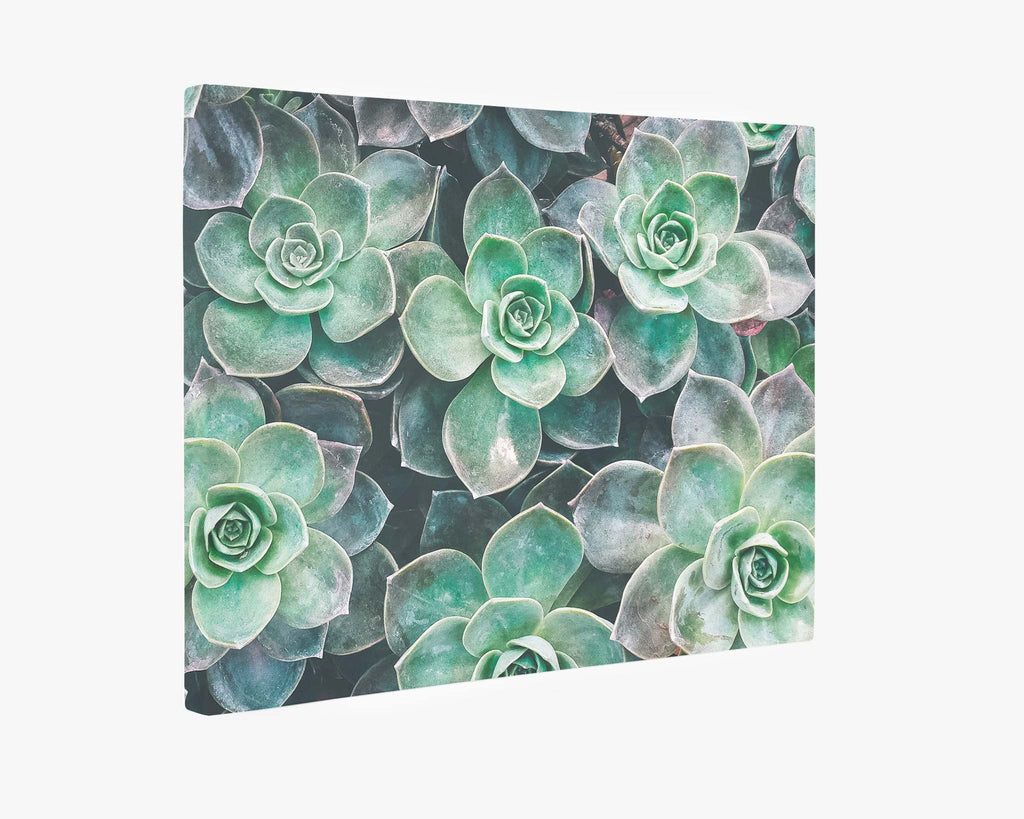 Fresh Green Succulent Canvas Wall Art, 'Bed of Succulents'