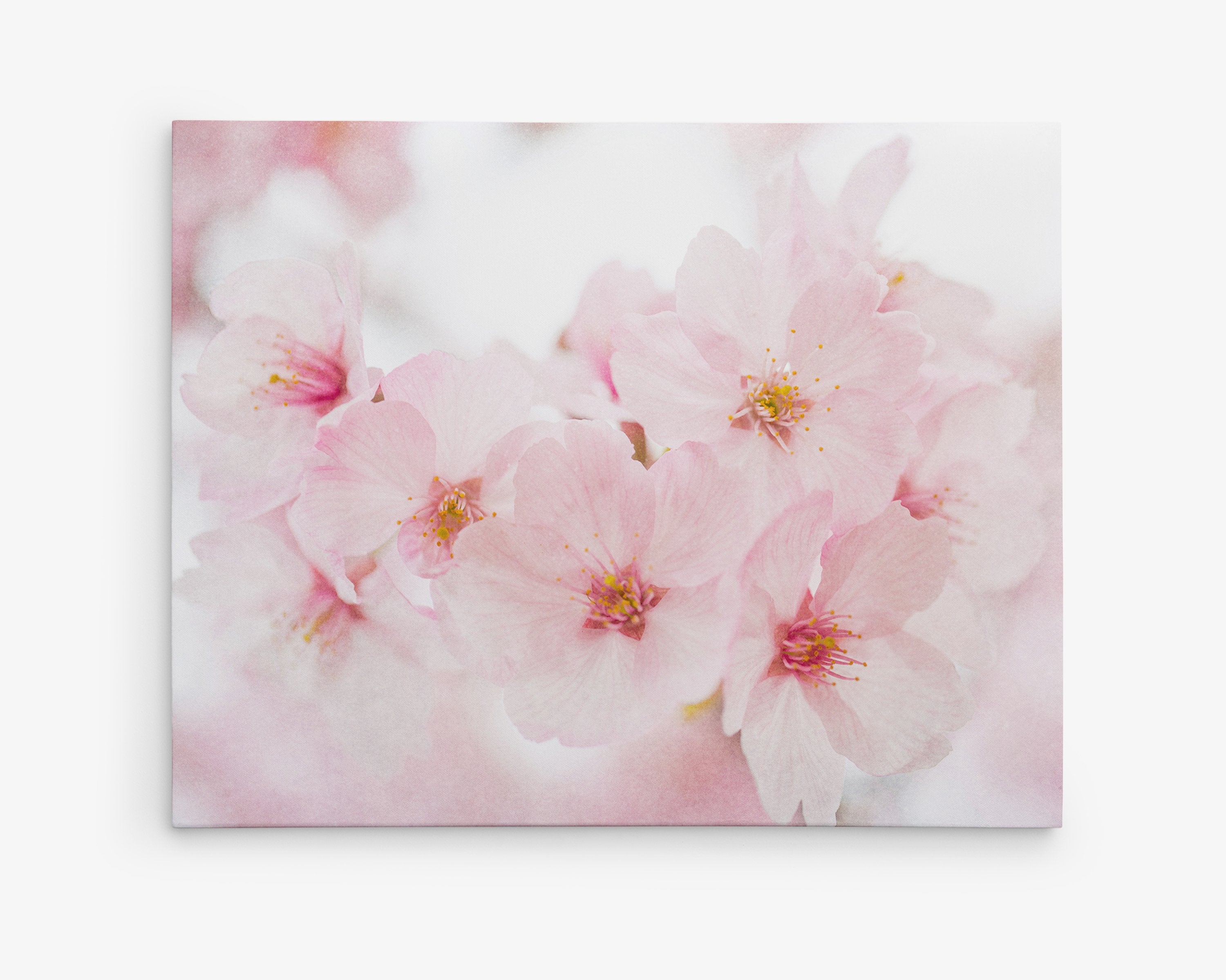 Pink Flower Canvas Wall Art of Cherry Blossom