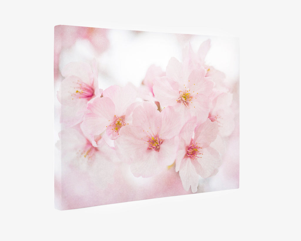 Pink Flower Canvas Wall Art, 'Cherry Blossom'