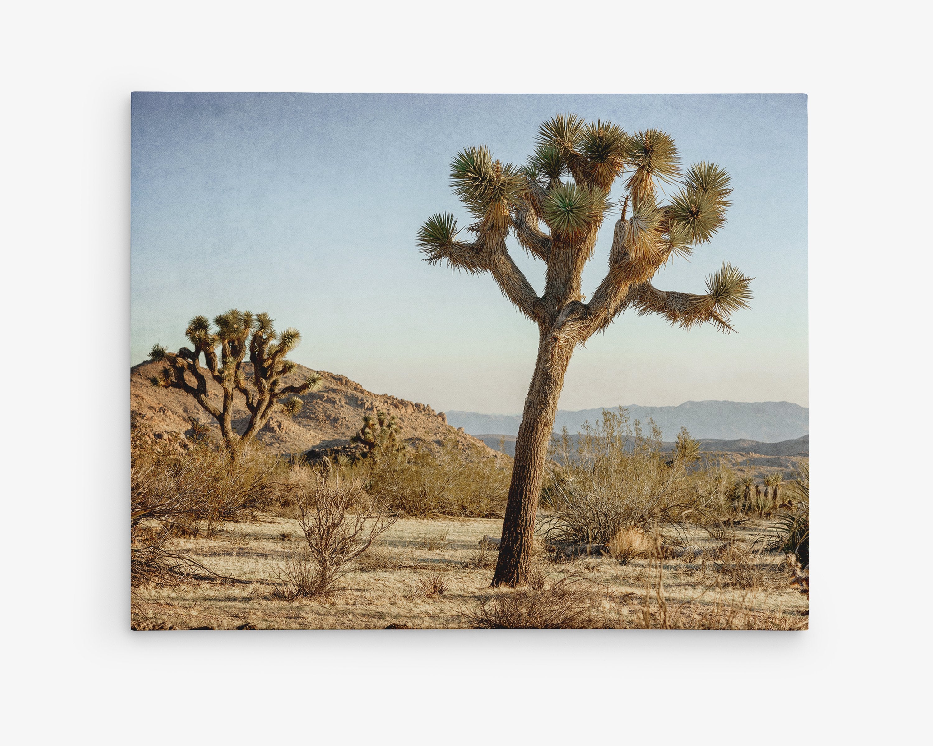 Canvas Wall Art of A Joshua Tree in the Desert near Palm Springs
